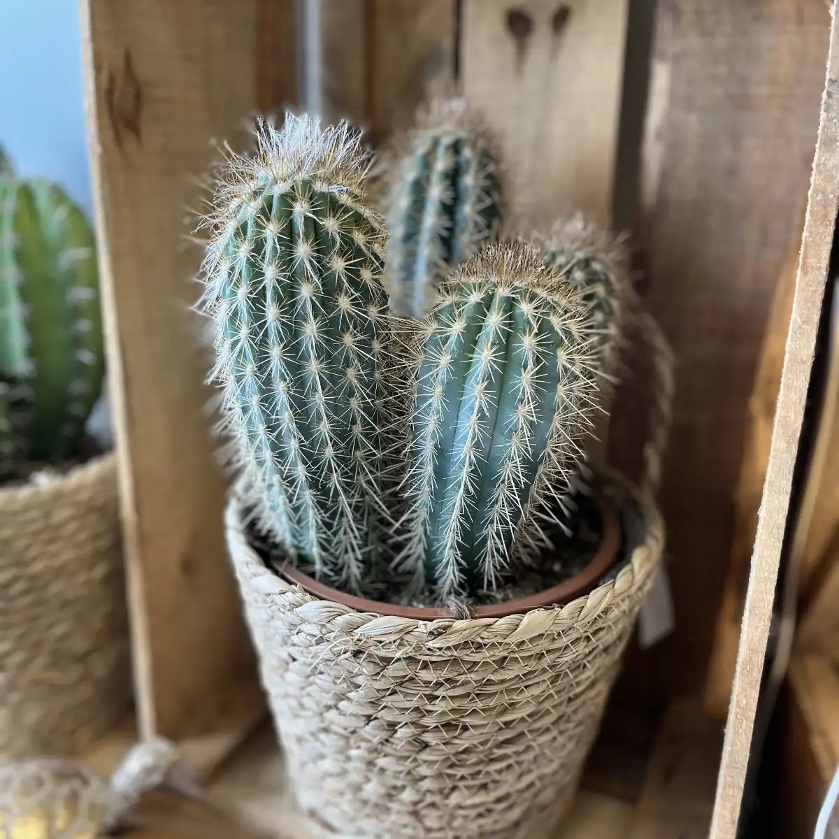 Cactus et son panier