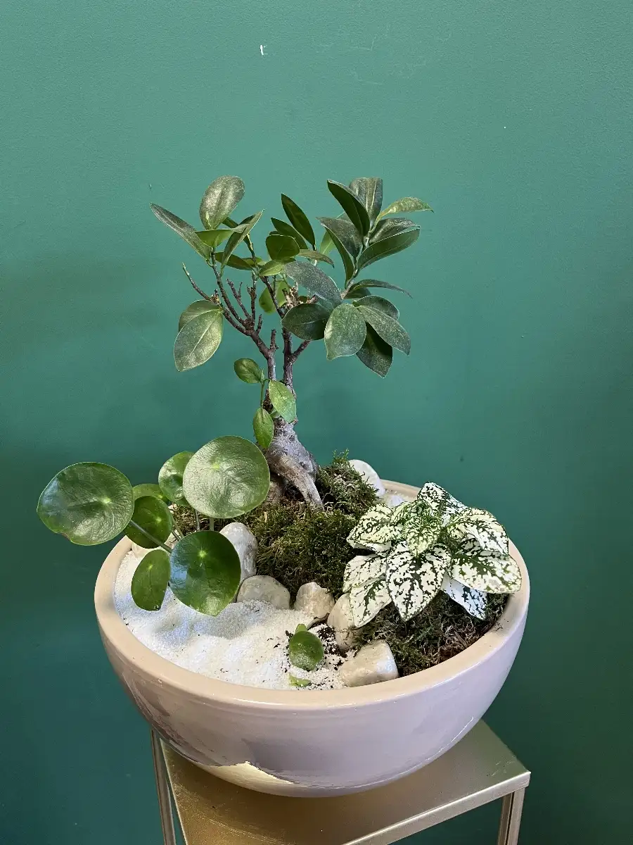 Composition de plantes zenitude