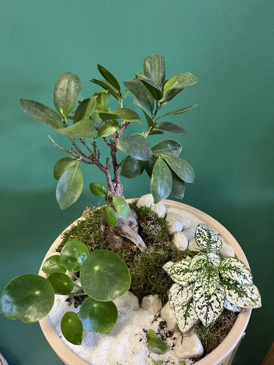 Composition de plantes zenitude
