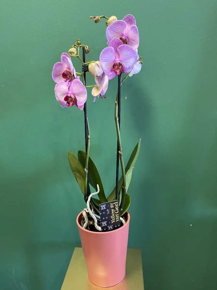 Orchidée rose et son cache pot