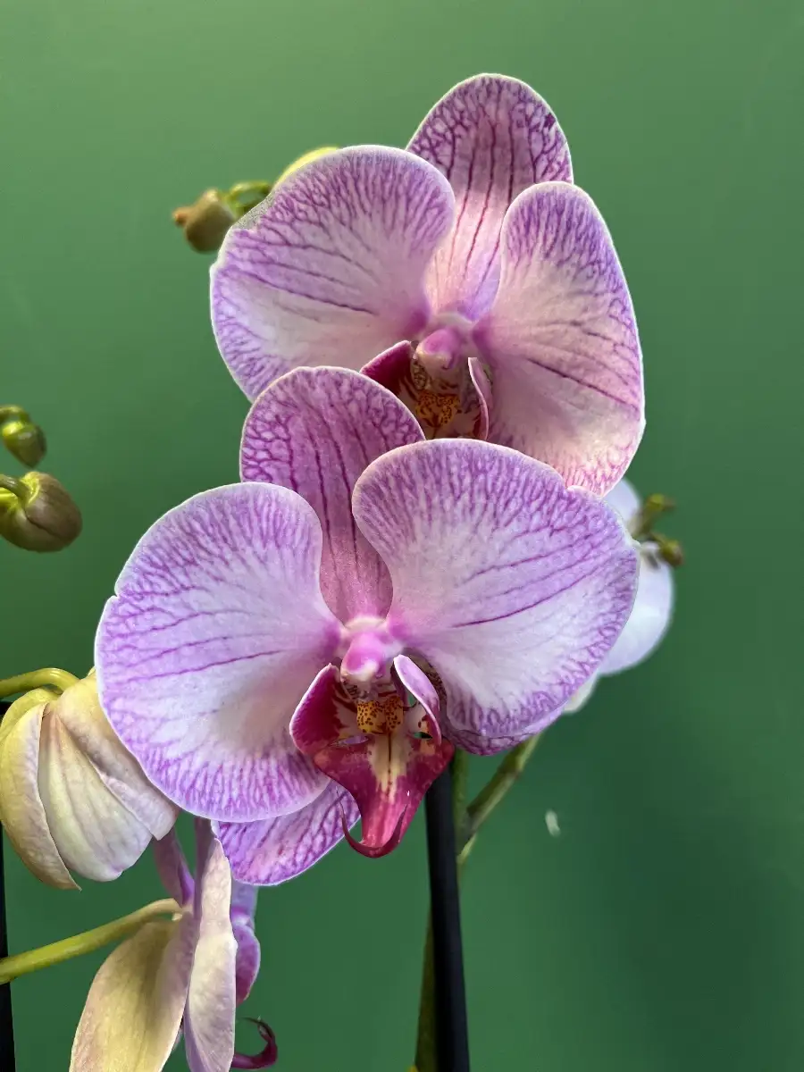 Orchidée rose et son cache pot