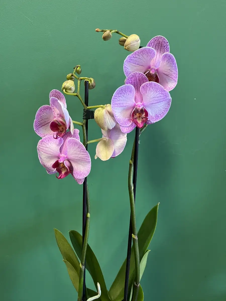 Orchidée rose et son cache pot