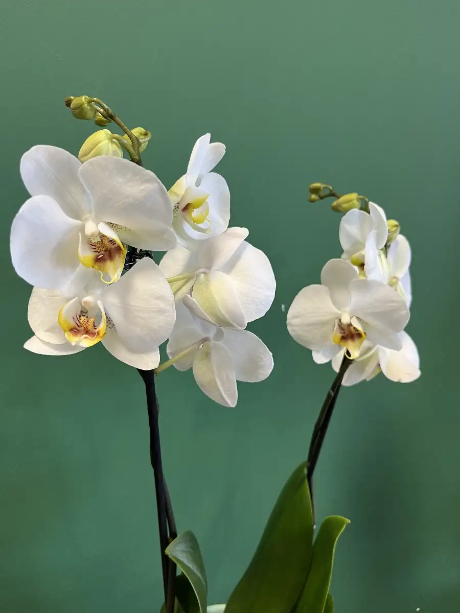 Orchidée blanche et son cache pot copie