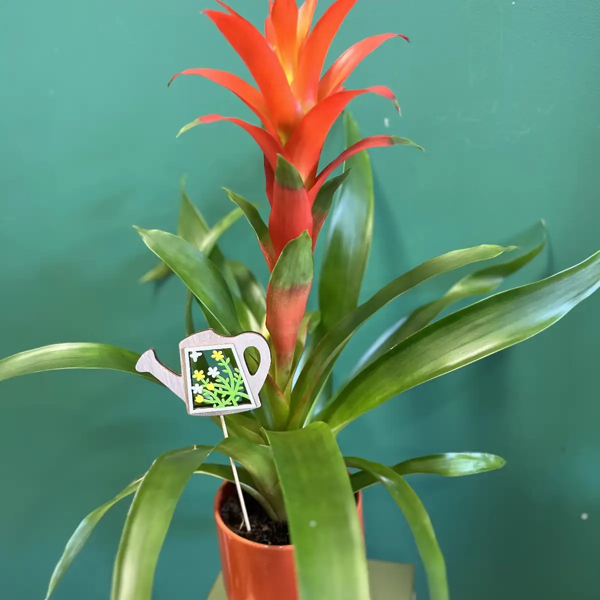 Guzmania orange