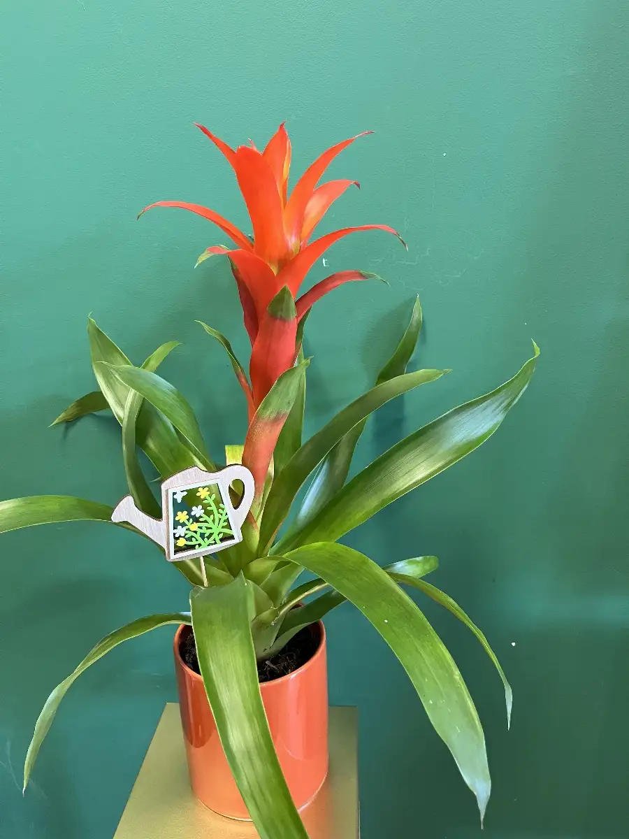Guzmania orange