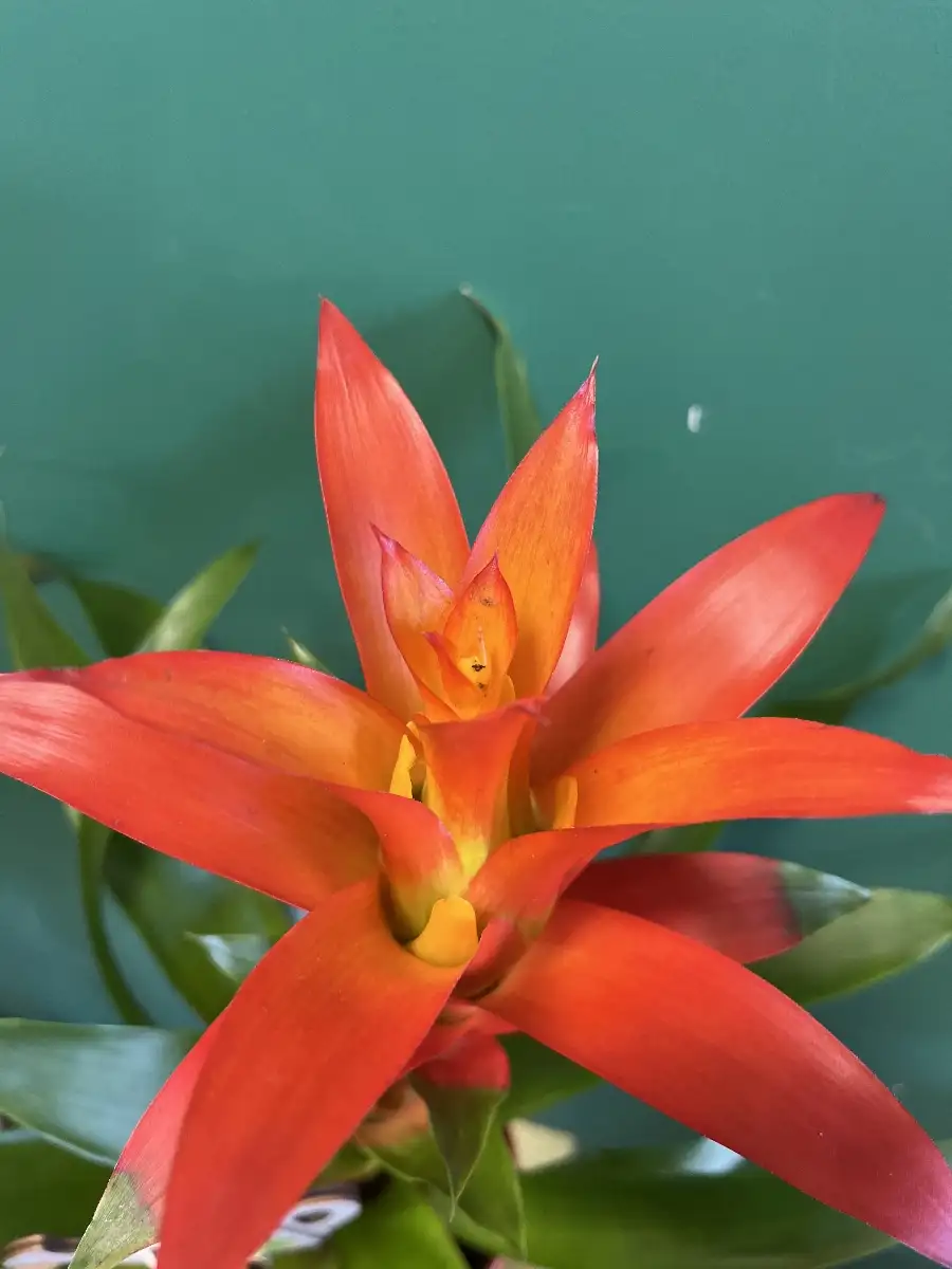Guzmania orange