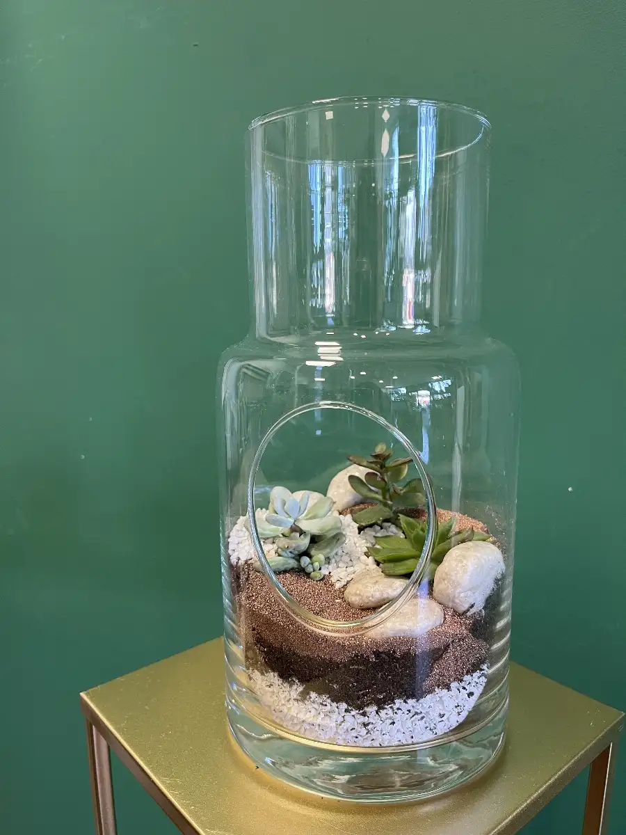 Plantes grasses en bouteille