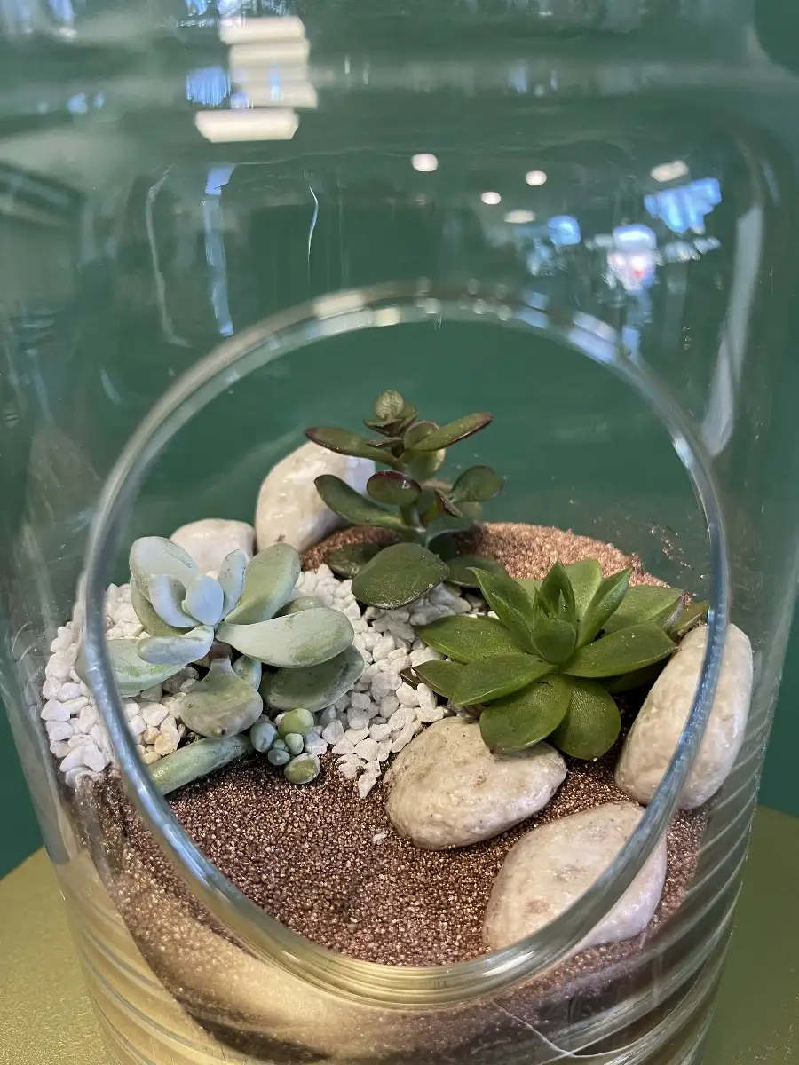 Plantes grasses en bouteille