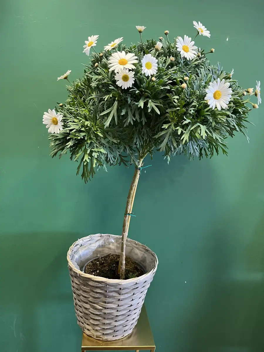 Anthemis en pot