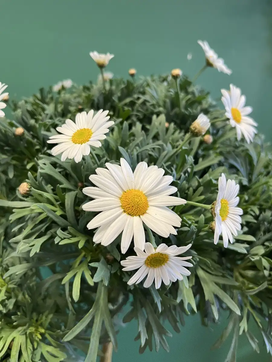 Anthemis en pot