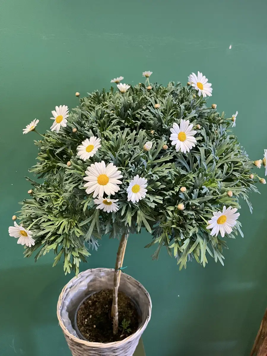 Anthemis en pot